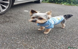 Yorkshire Terrier dogs for stud: Ready for stud - Image 3