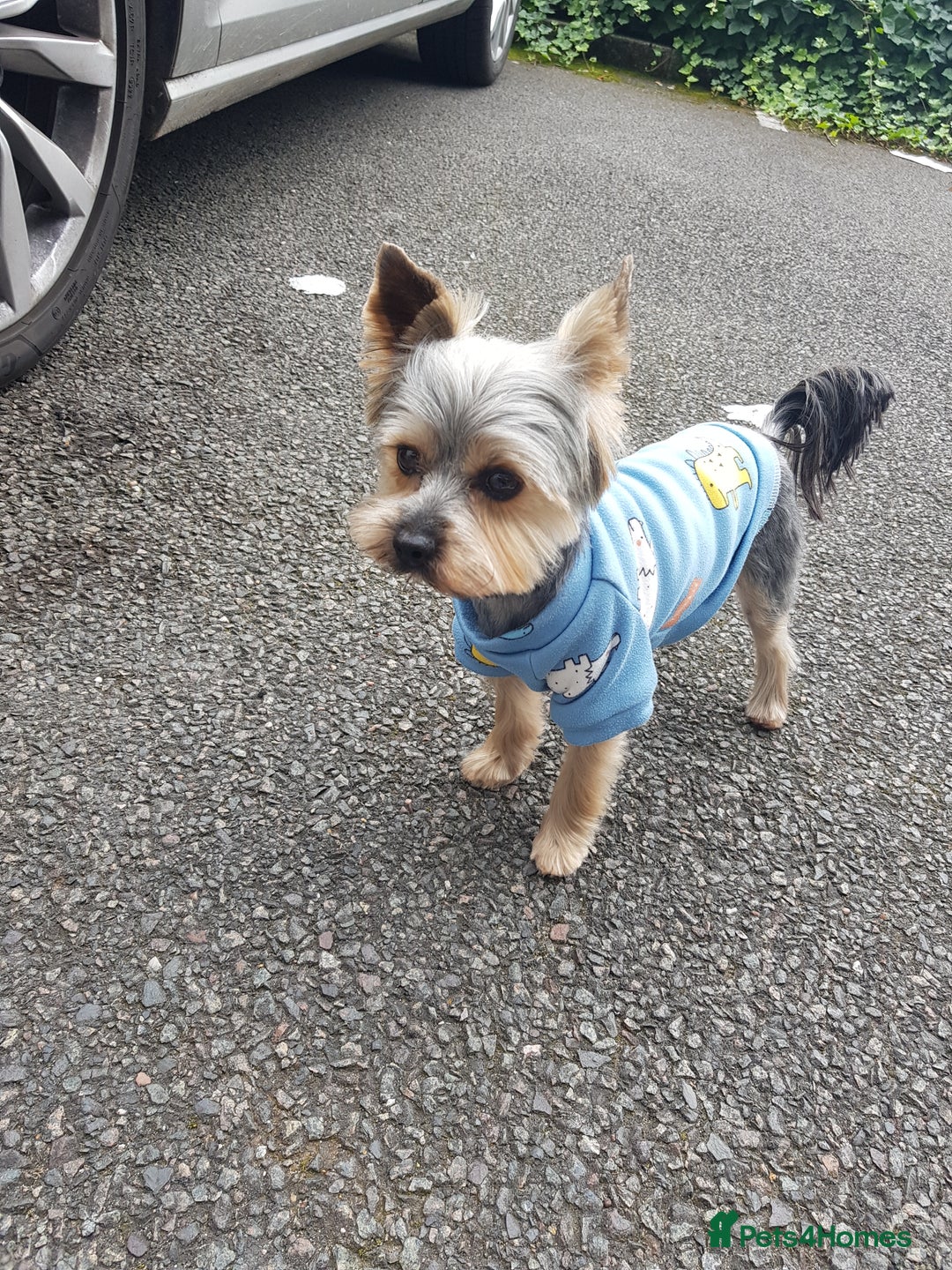 Yorkshire Terrier dogs for stud: Ready for stud - Image 3