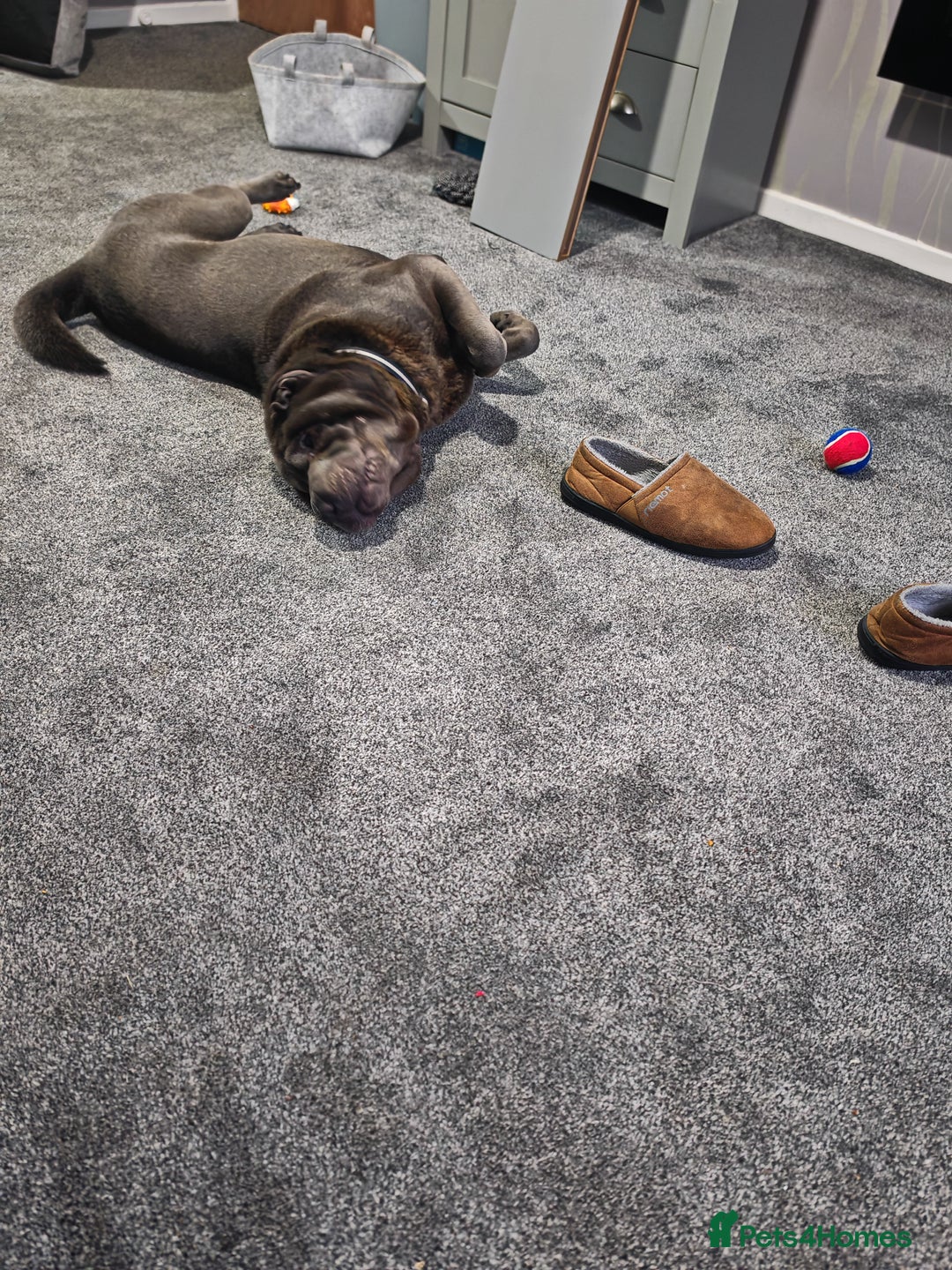 Shar Pei dogs for sale: Male Blue Shar Pei  - Advert 3