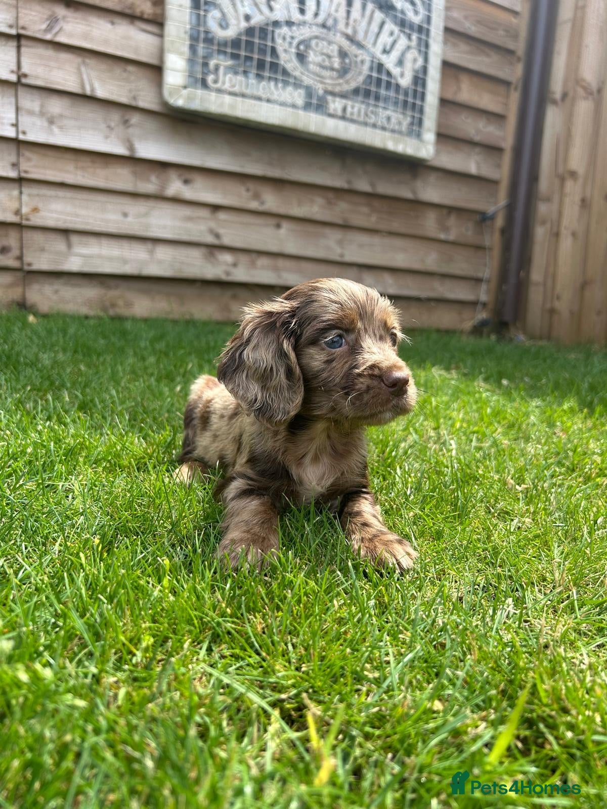 Cockapoo dogs Stunning F1 Miniature Cockerpoo Puppies - Advert 1
