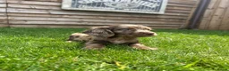 Cockapoo dogs for sale: Stunning F1 Miniature Cockerpoo Puppies - Advert 1