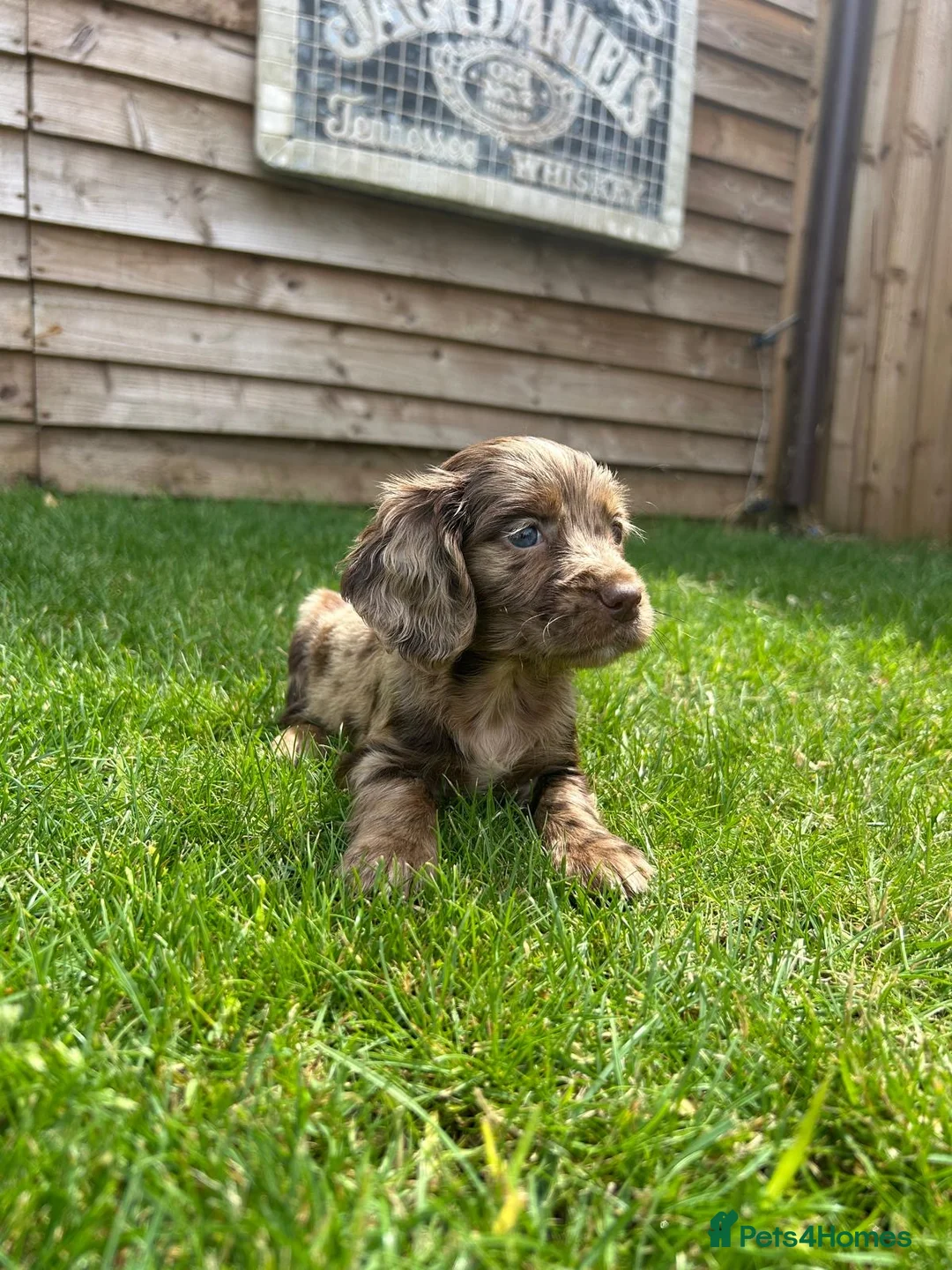 Cockapoo dogs for sale: Stunning F1 Miniature Cockerpoo Puppies - Advert 1