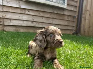 Cockapoo dogs Stunning F1 Miniature Cockerpoo Puppies - Advert 3