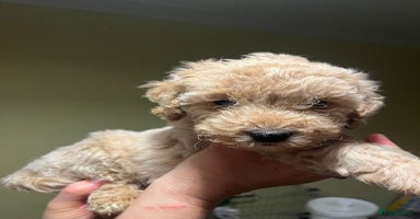 Cavapoo dogs - Advert 4