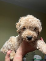 Cavapoo dogs - Advert 4