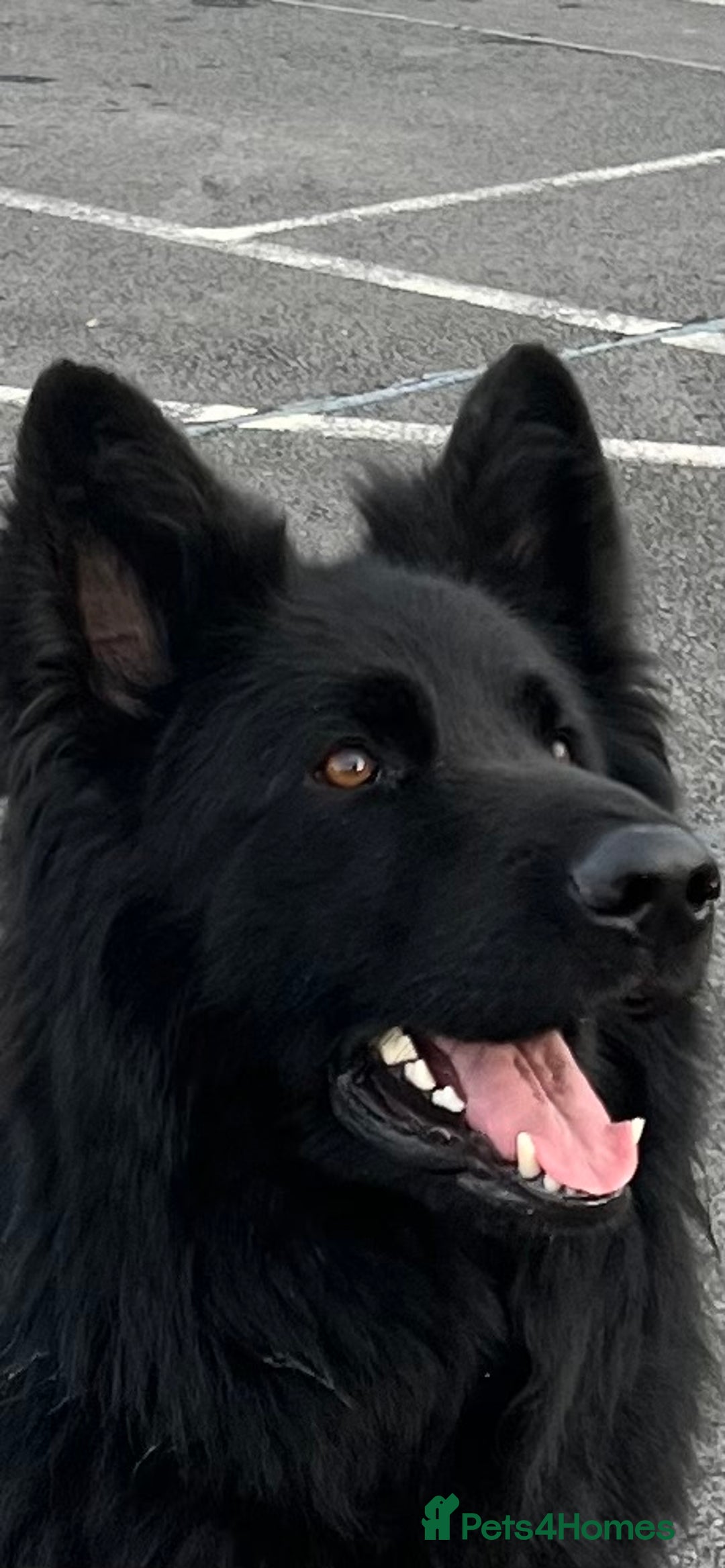 German Shepherd dogs for stud: Old-fashioned type GERMAN SHEPHERD at stud - Advert 8