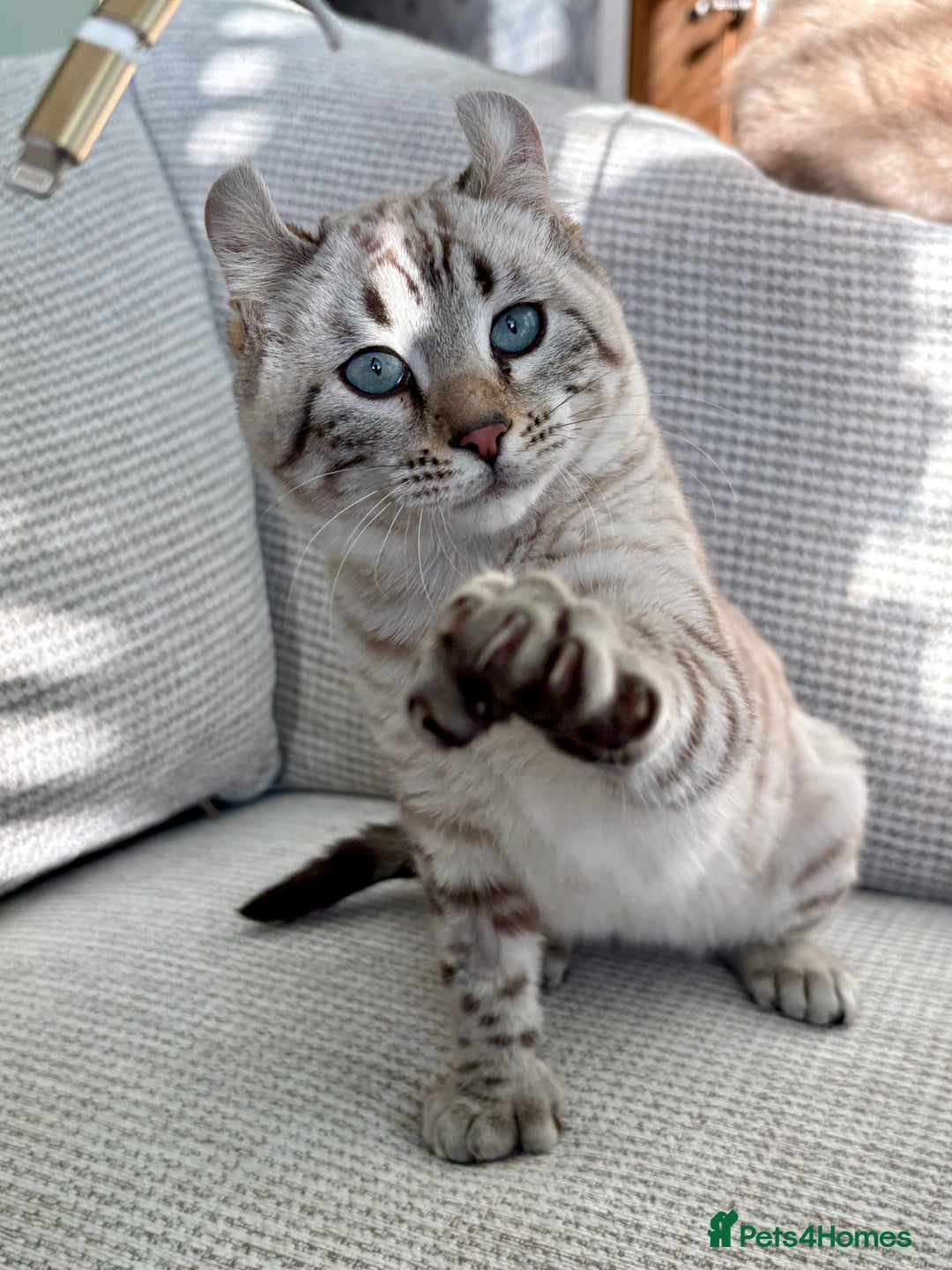 Keetso cats for sale: Super wild looking poly curled eared leopard  - Advert 3