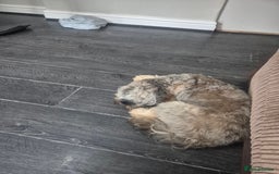 Cockapoo dogs for sale: Female Cockapoo - Image 4
