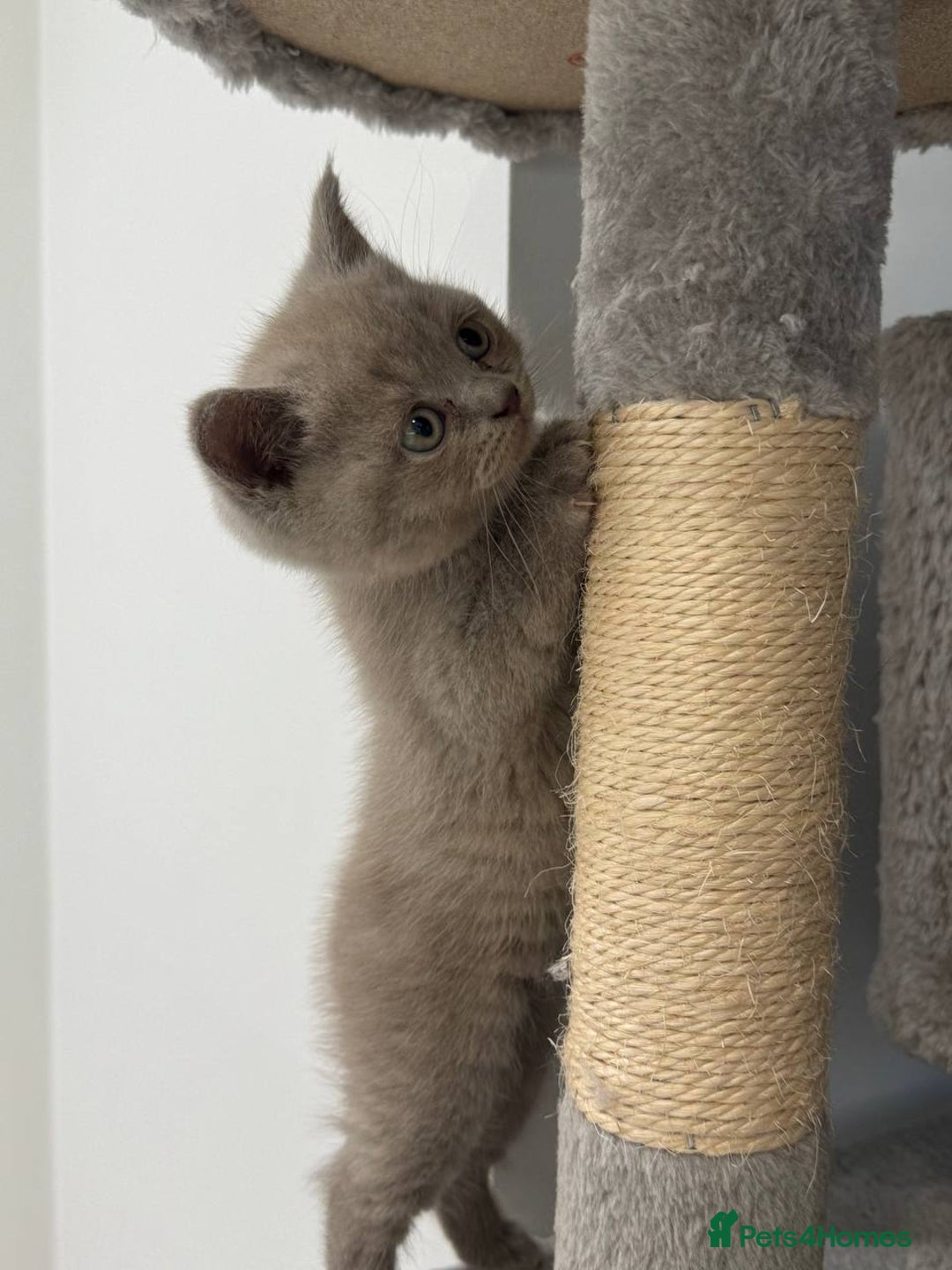 Scottish Fold cats for sale: Amazing Lilac Scottish Fold Kittens - Image 4