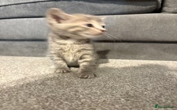Mixed Breed cats for sale: Kittens for sale  - Image 14
