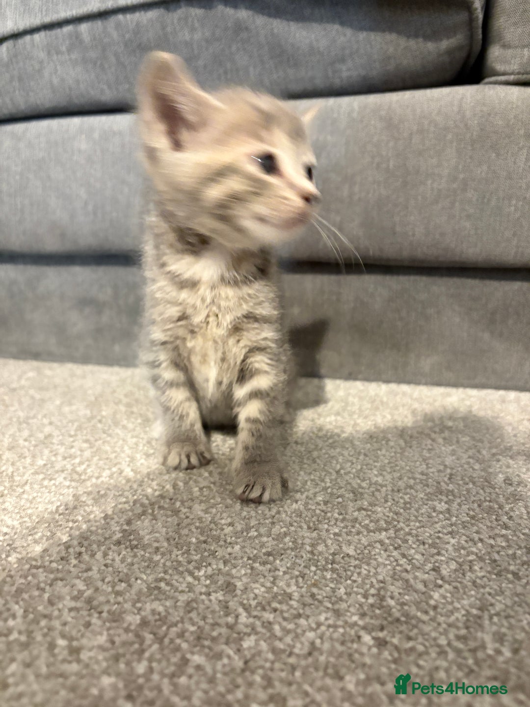 Mixed Breed cats for sale: Kittens for sale  - Image 14
