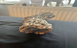 Bearded Dragon reptiles for sale: Bearded dragon  - Image 5