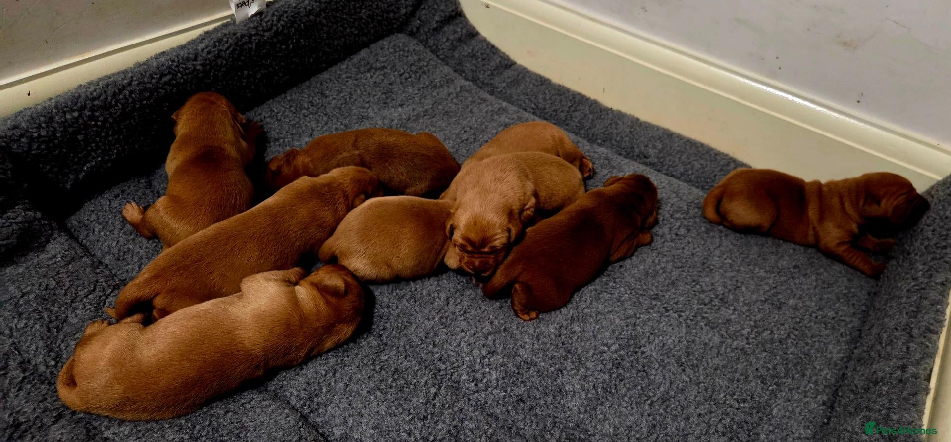 Labrador Retriever dogs KC Fox Red Labrador Puppies - Advert 17