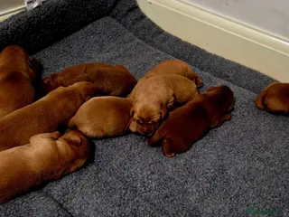 Labrador Retriever dogs KC Fox Red Labrador Puppies - Advert 17