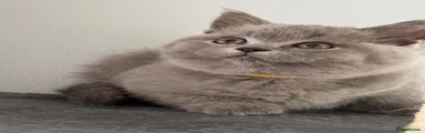 British Shorthair 3