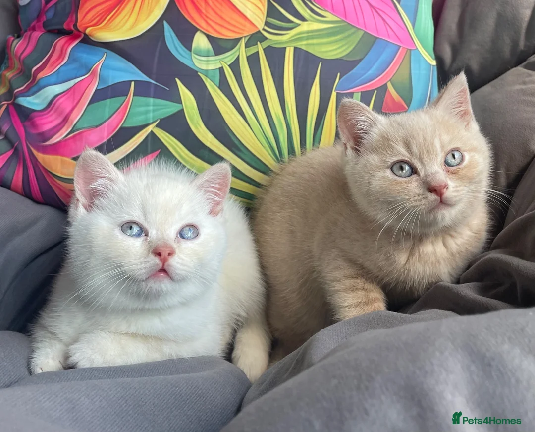 British Shorthair cats for sale: Cream point boy  - Advert 8