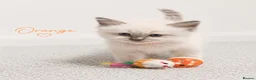 Ragdoll cats for sale: Beautiful ragdoll kittens ready to reserve.    - Advert 10