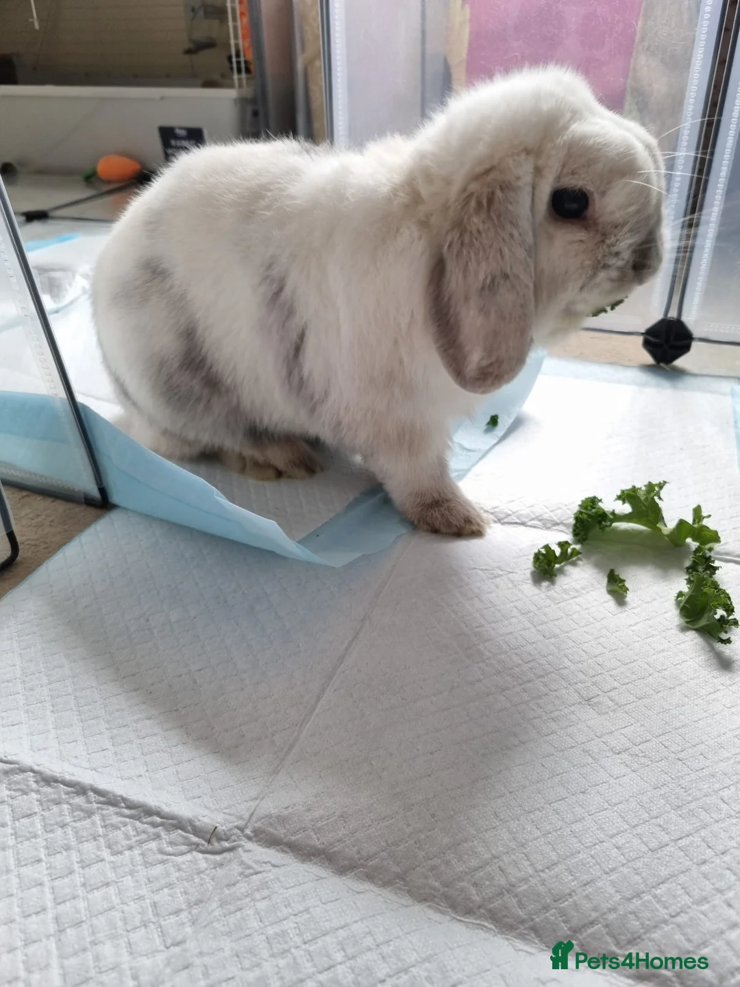 Mini Lop rabbits for sale: Beautiful Mini Lop Rabbit - 2 Years old in Northampton - Advert 4