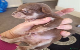 Chihuahua dogs for sale: Beautiful Chihuahua puppies  - Image 3