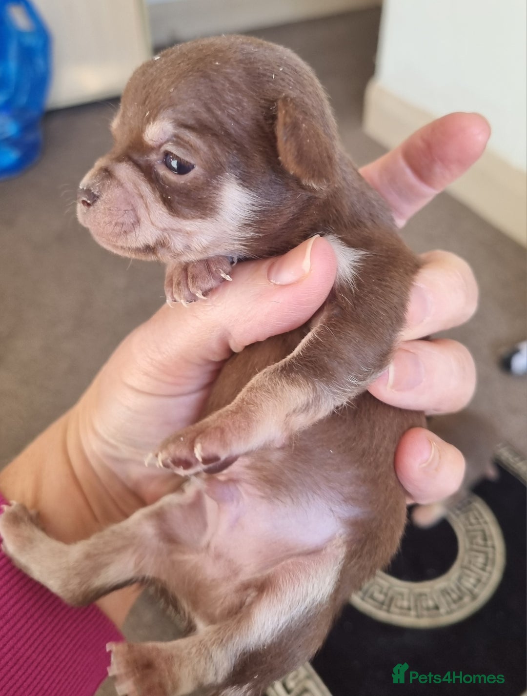 Chihuahua dogs for sale: Beautiful Chihuahua puppies  - Image 3