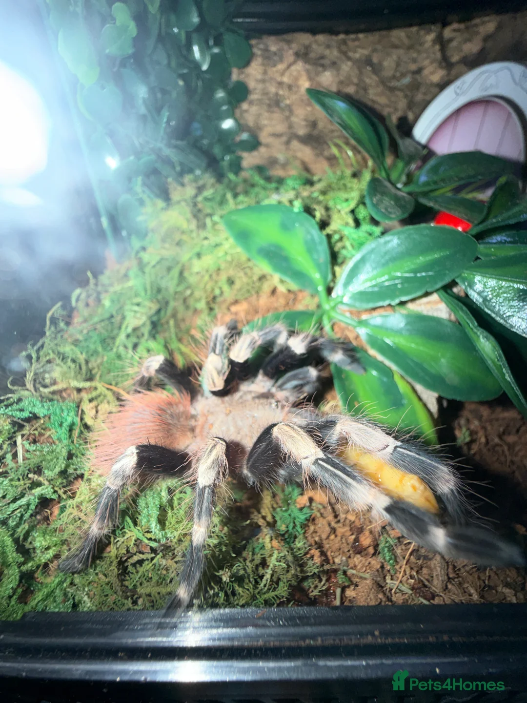 Tarantulas invertebrates for sale: Tarantulas wanted - Advert 15