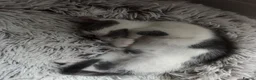 Mixed Breed cats for sale: Kittens for sale  in Luton - Advert 7