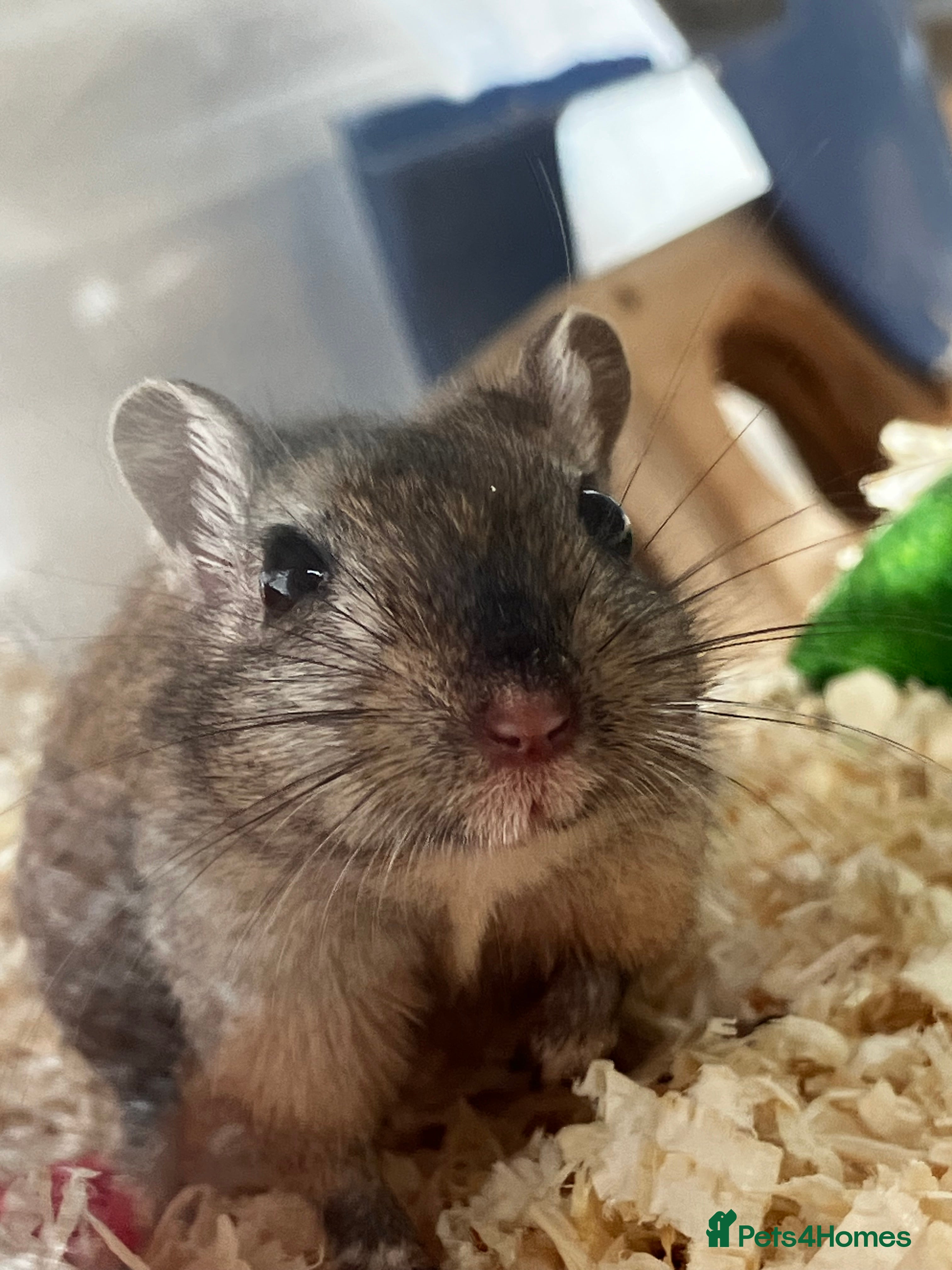 Gerbil rodents 2 female gerbils by blood sisters  - Advert 1