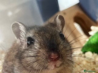 Gerbil rodents 2 female gerbils by blood sisters - Advert 1