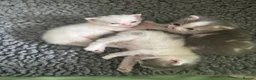 Mixed Breed cats for sale: Meet our three gorgeous half-Persian sisters  - Advert 8