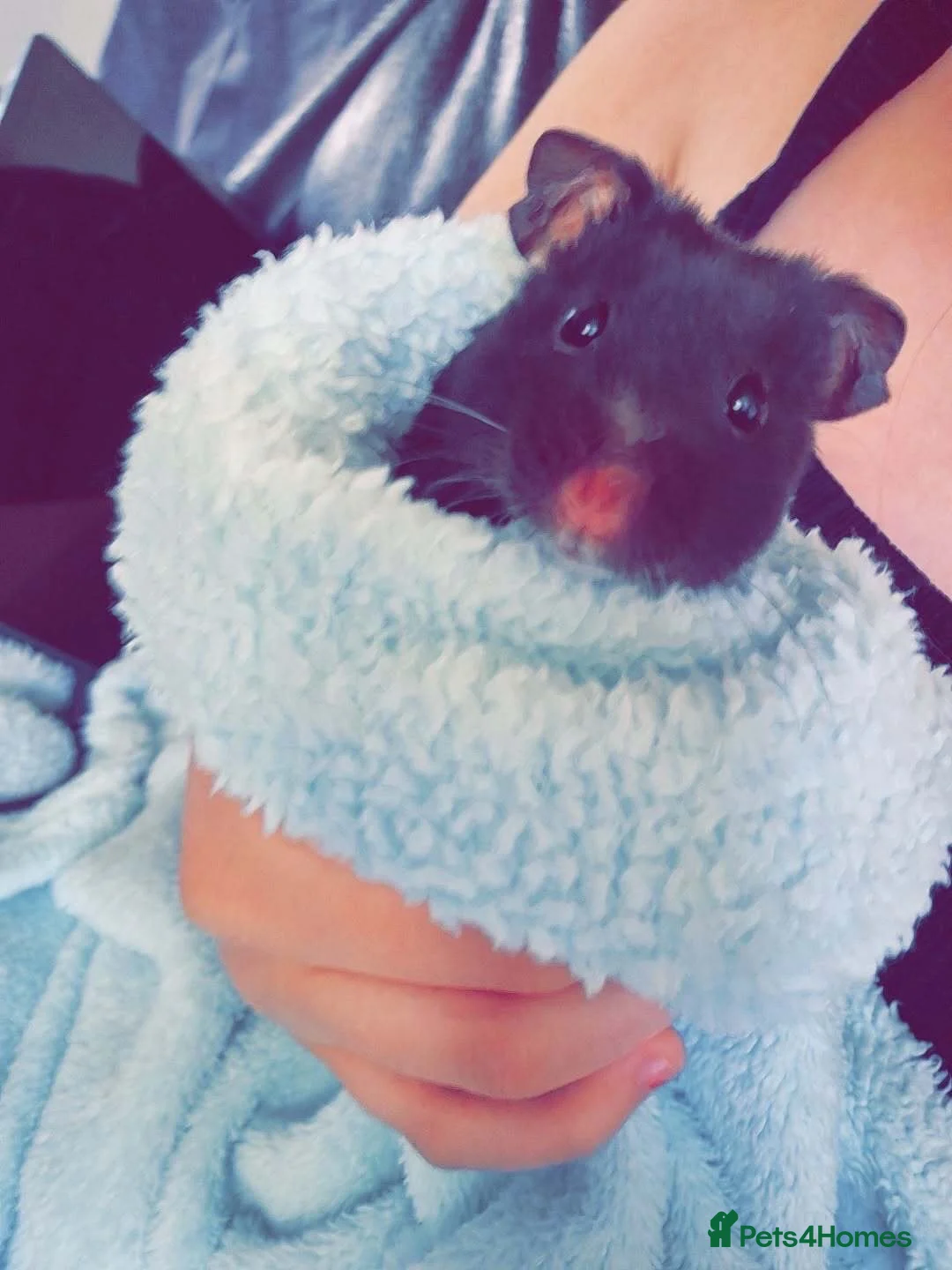 Hamster rodents for sale: Syrian hampster for sale in Stoke-on-Trent - Advert 1