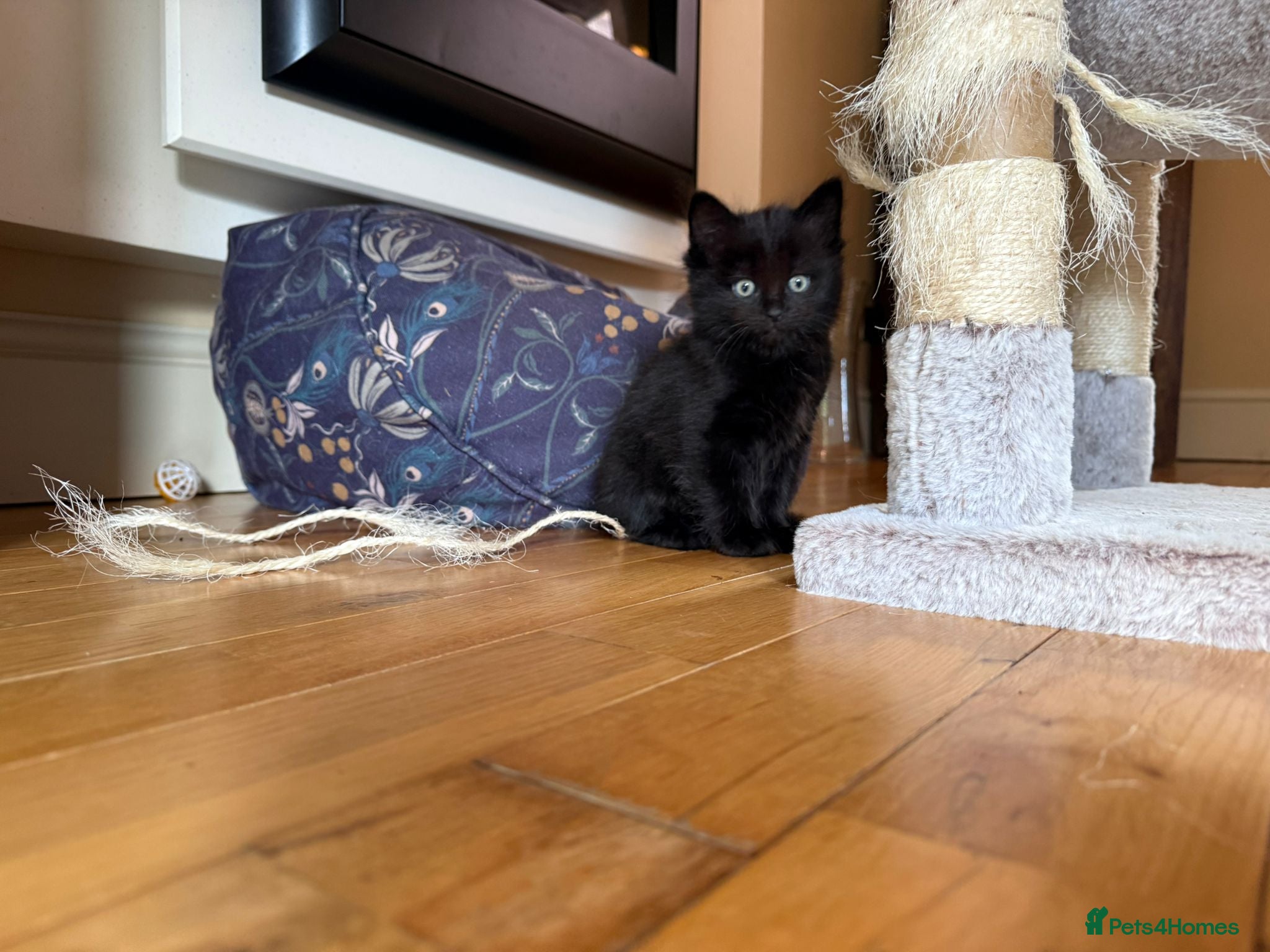 Mixed Breed cats for sale: Ragdoll Cross Black Long Haired Kitten  - Advert 3