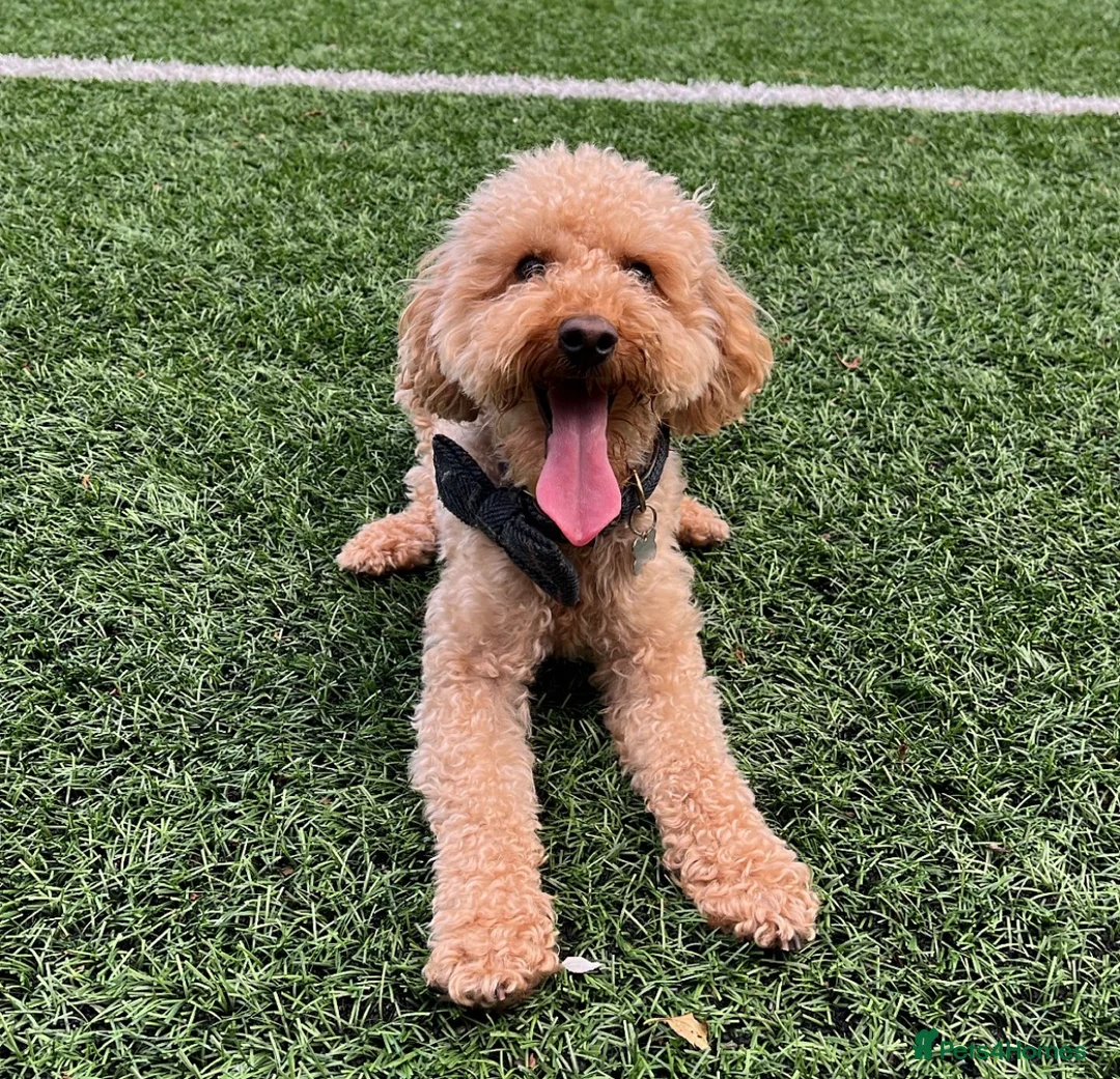 Toy Poodle dogs for stud: RED TOY POODLE STUD - Advert 4
