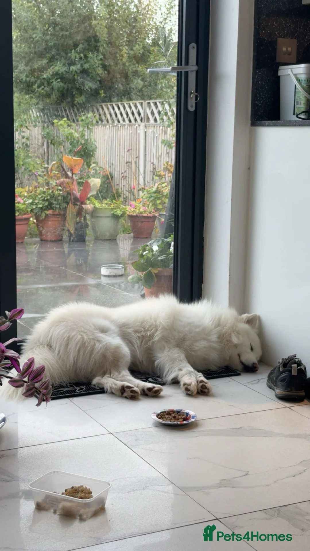 Pomsky dogs for sale: 3 year old pomsky  in Potters Bar - Advert 6