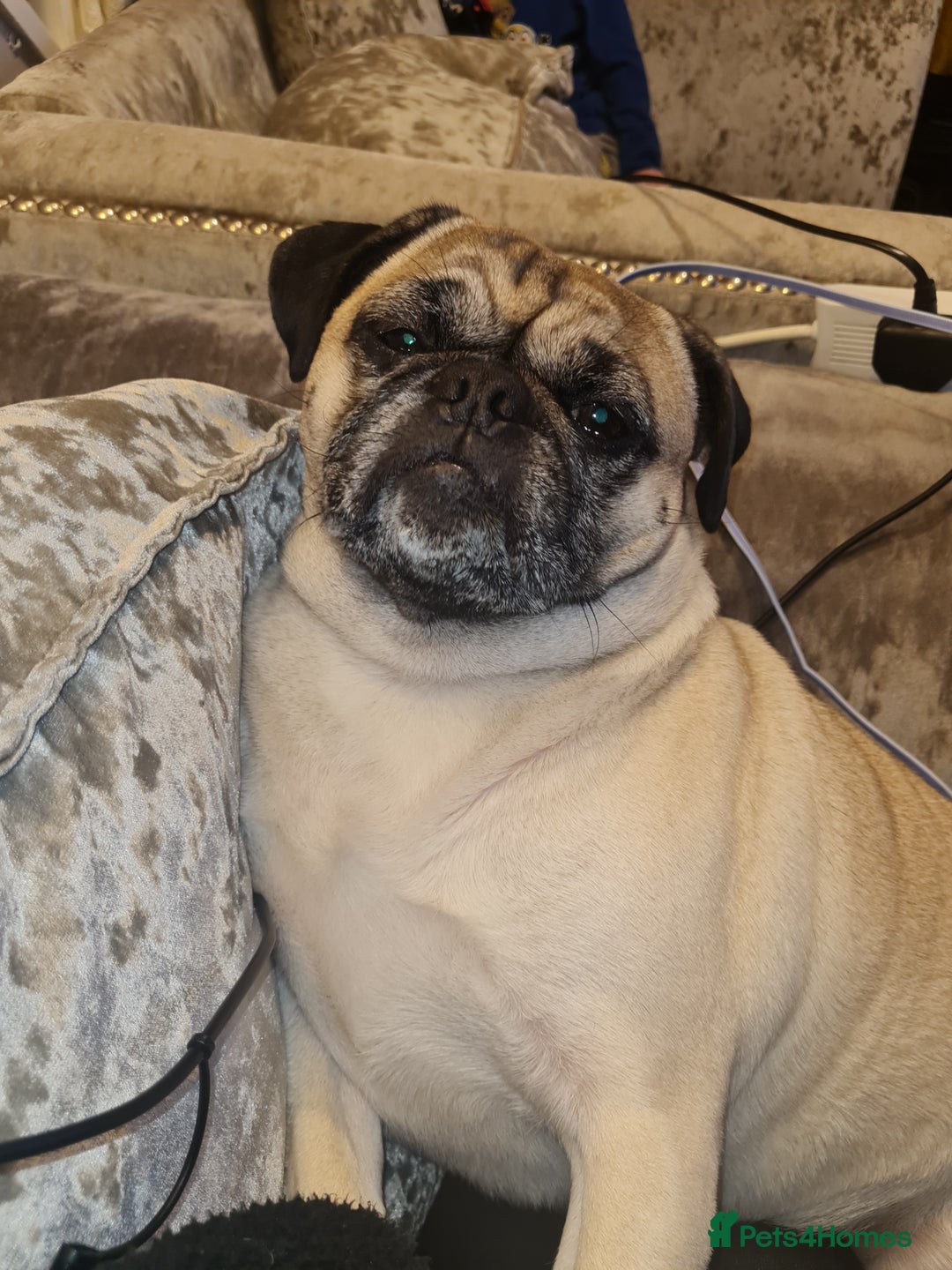 Mixed Breed dogs for sale: 5 year old norrie - Advert 3