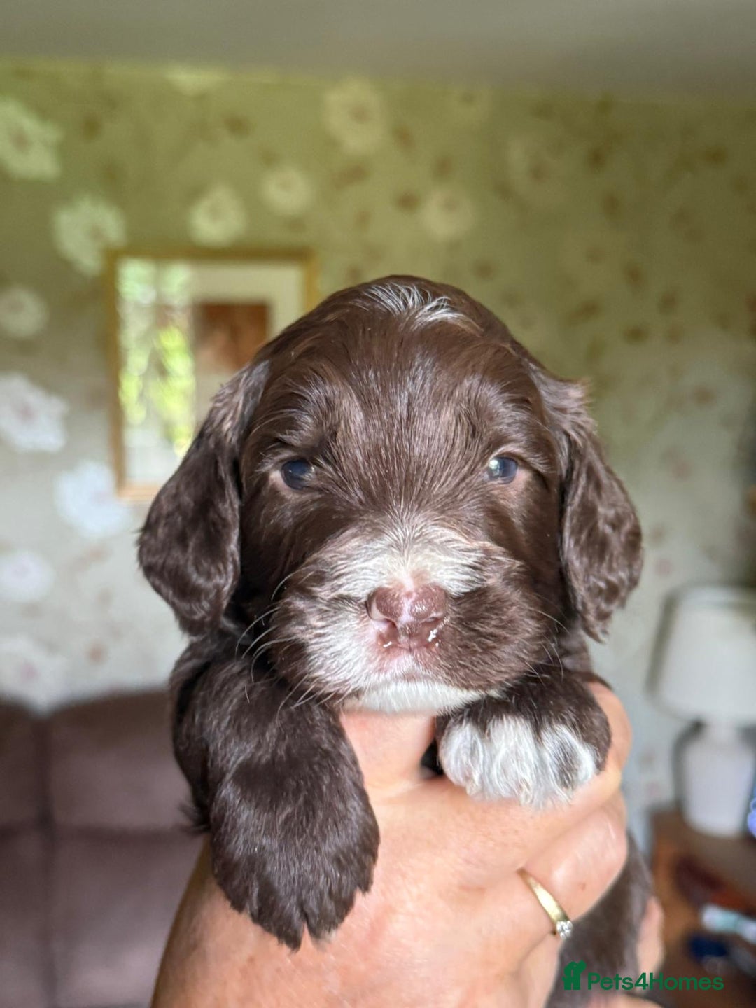 Cockapoo dogs for sale: F1 Cockapoos 5⭐️ Licensed Breeder Fully DNA Tested - Advert 14