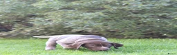 German Shorthaired Pointer dogs for sale: Last two remaining... in York - Advert 13
