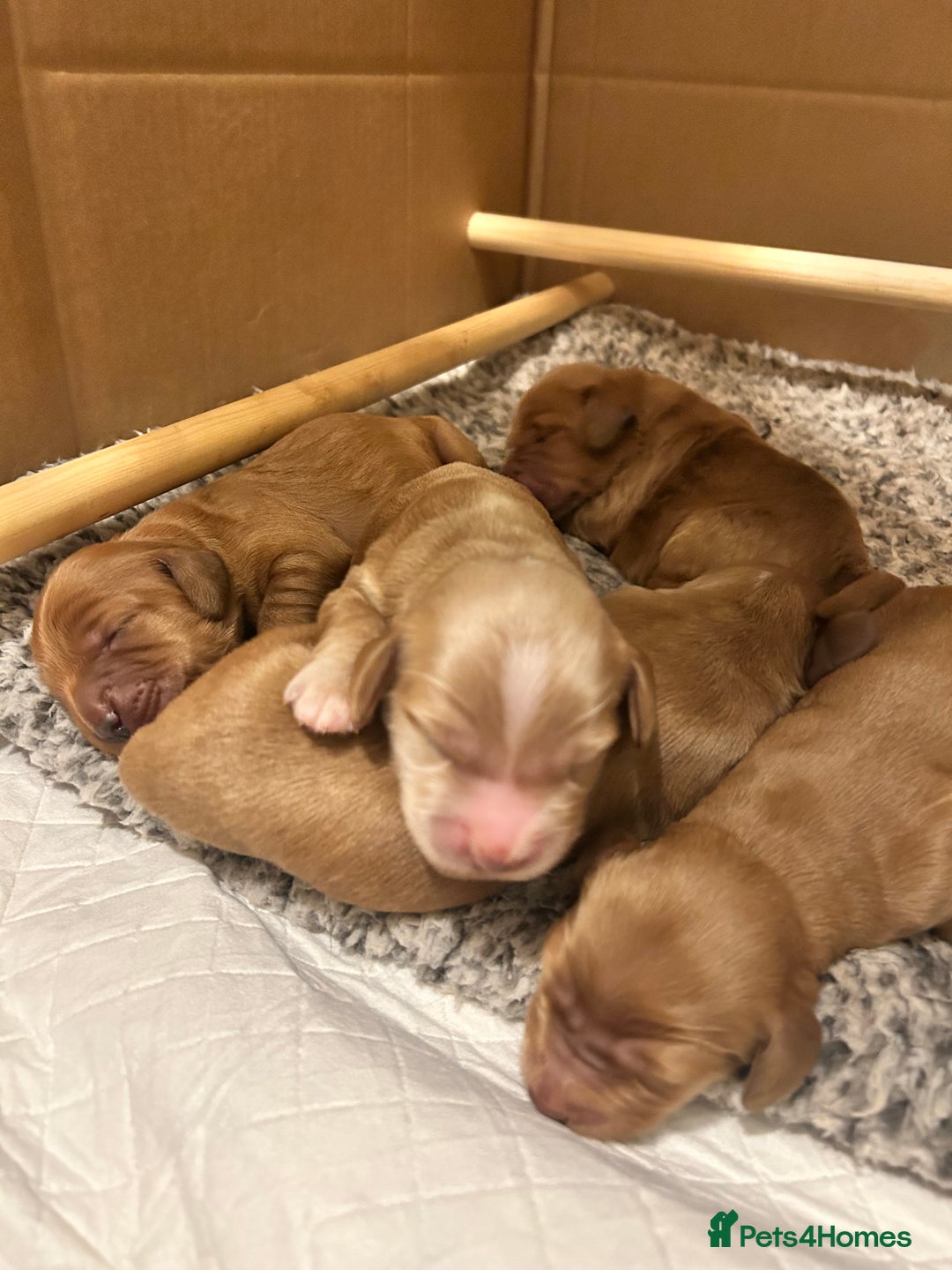 Cockapoo dogs for sale: F1B cockapoo - Advert 6