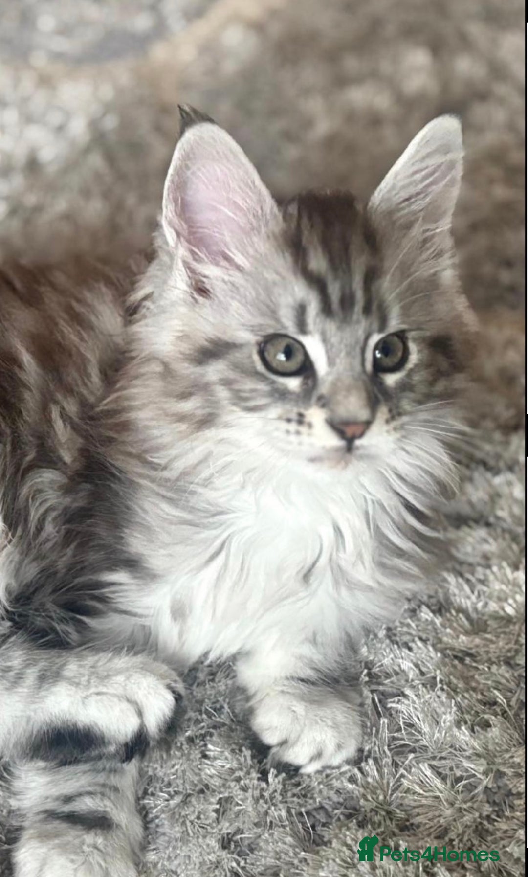 Maine Coon cats for sale: Ready to leave quality Maine coon kittens - Advert 10