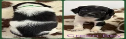English Springer Spaniel dogs for sale: KC Registered English Springer Spaniel Pups - Advert 6