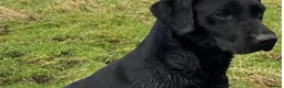 Labrador Retriever dogs for sale: Gorgeous Labrador puppies  in Tetbury - Advert 7