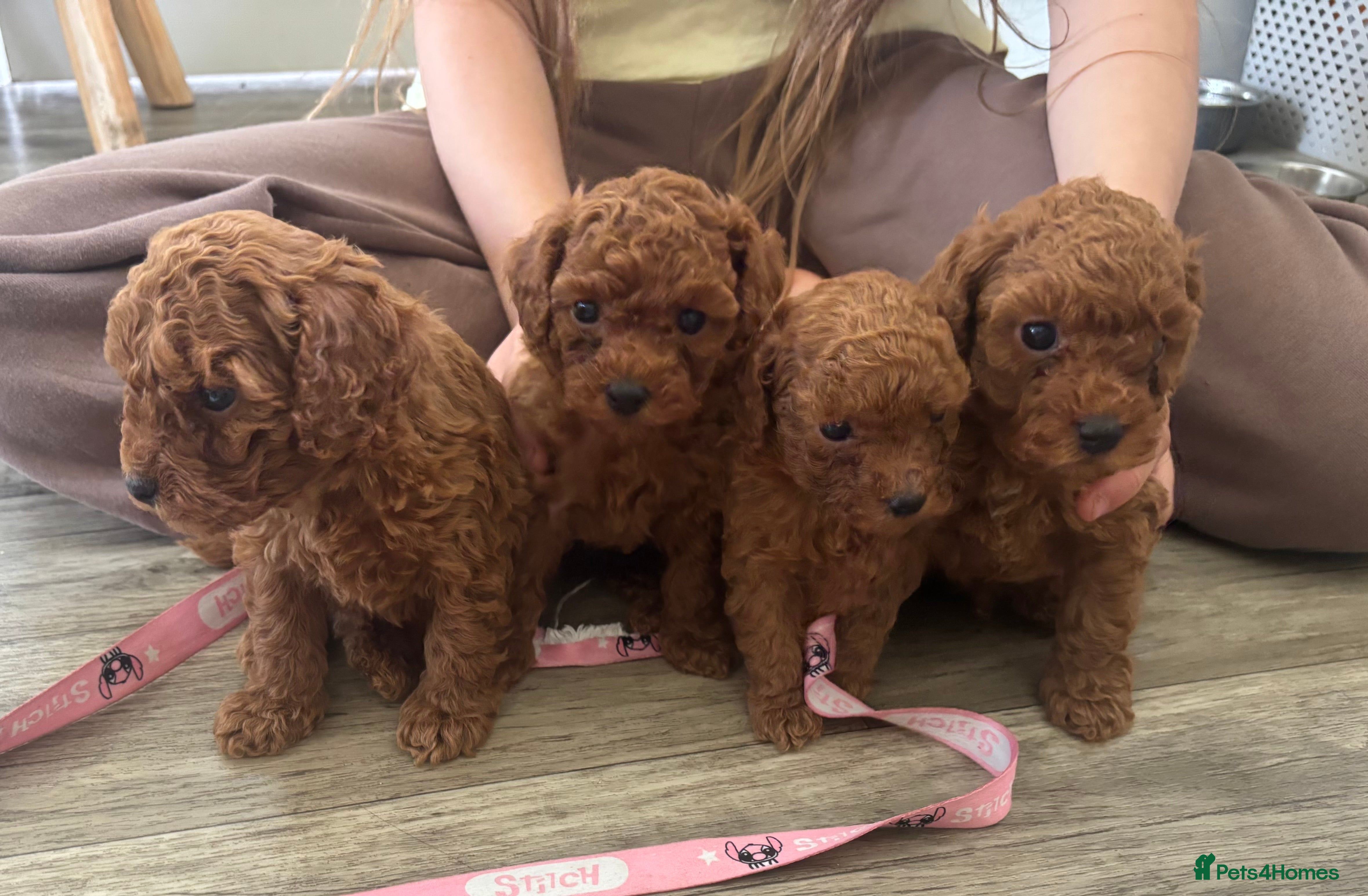Toy Poodle dogs Asian toy poodle red brown  - Advert 15