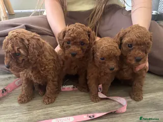 Toy Poodle dogs Asian + Toy poodle red brown - Advert 1