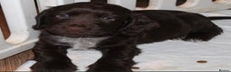 Cocker Spaniel dogs for sale: Beautiful KC reg Cocker Spaniel Pups - Advert 18
