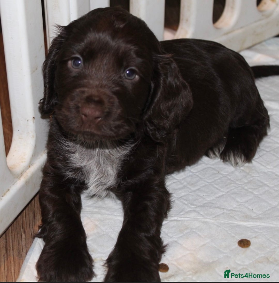 Cocker Spaniel dogs for sale: Beautiful KC reg Cocker Spaniel Pups - Advert 18
