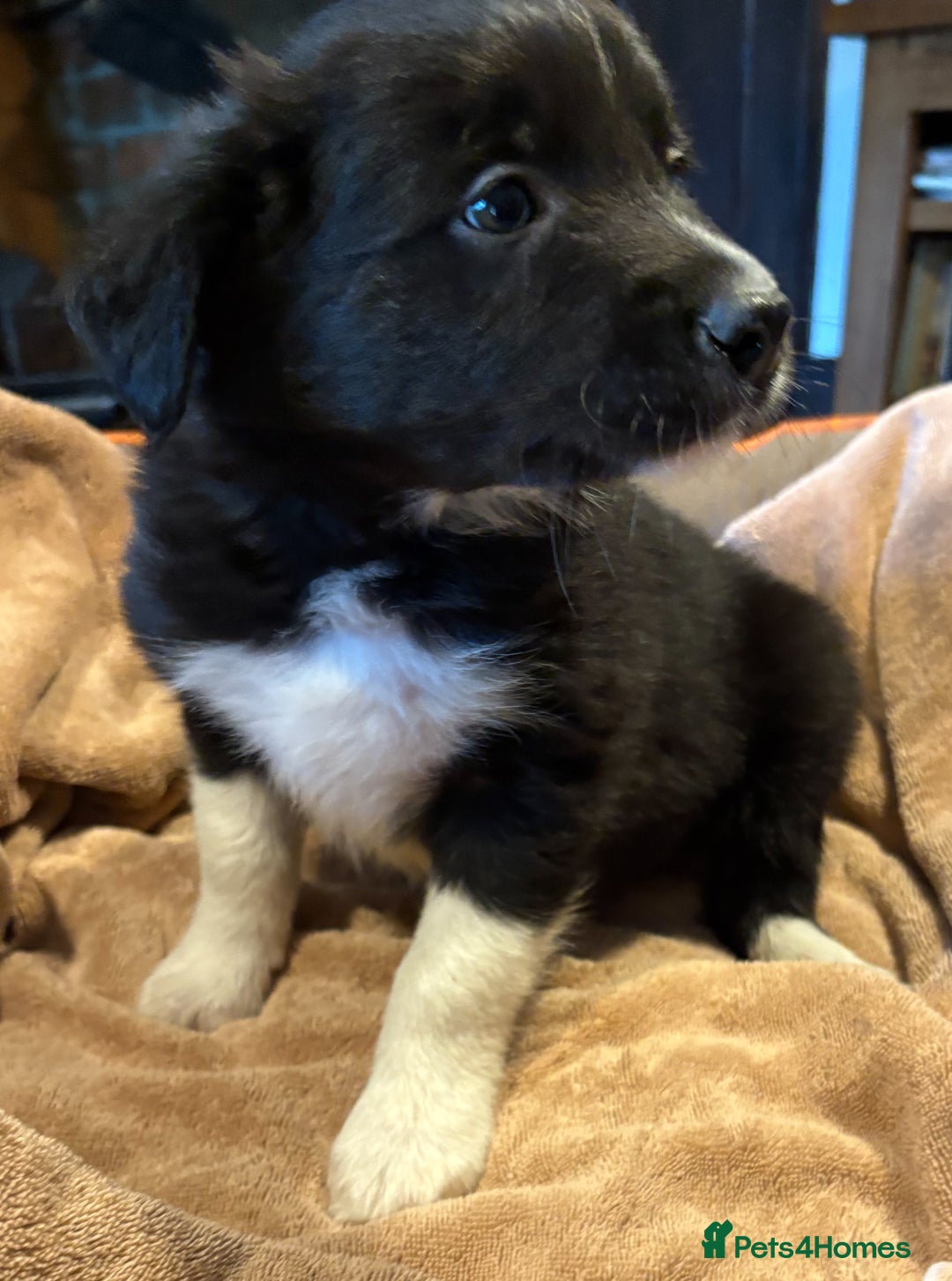 Border Collie dogs for sale: Border Collie Puppies - Image 3