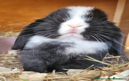 Mini Lop rabbits for sale: Two Mini Lop Bucks 🩵 - Advert 12