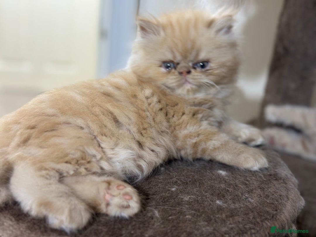 Persian cats for sale: Pedigree Persian Kittens ready to be rehomed - Image 28