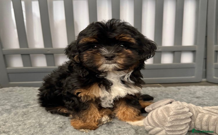 Maltipoo dogs - Advert 2