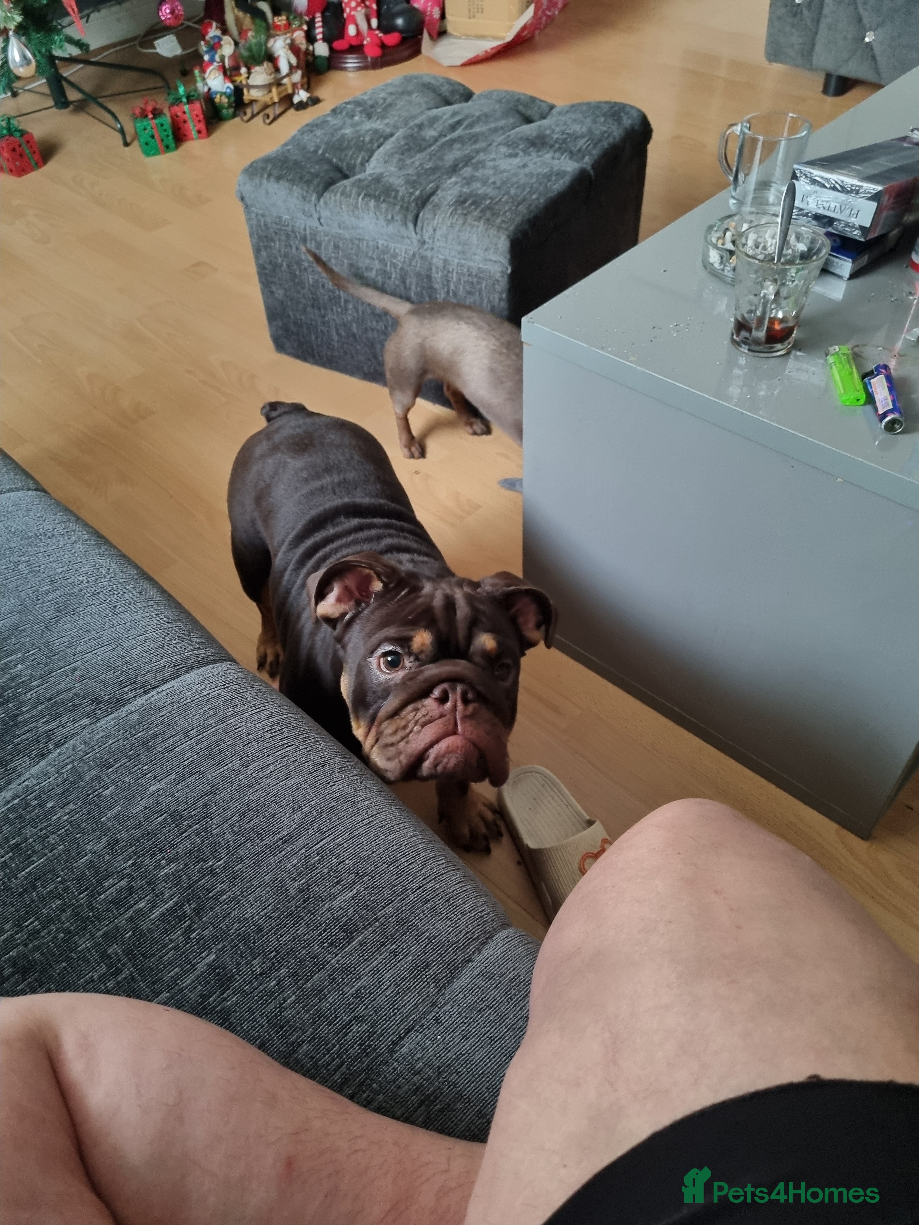 English Bulldog dogs English Bulldog Puppies  - Advert 7