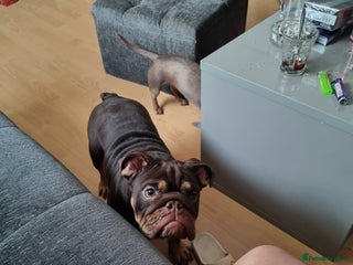 English Bulldog dogs English Bulldog Puppies - Advert 1